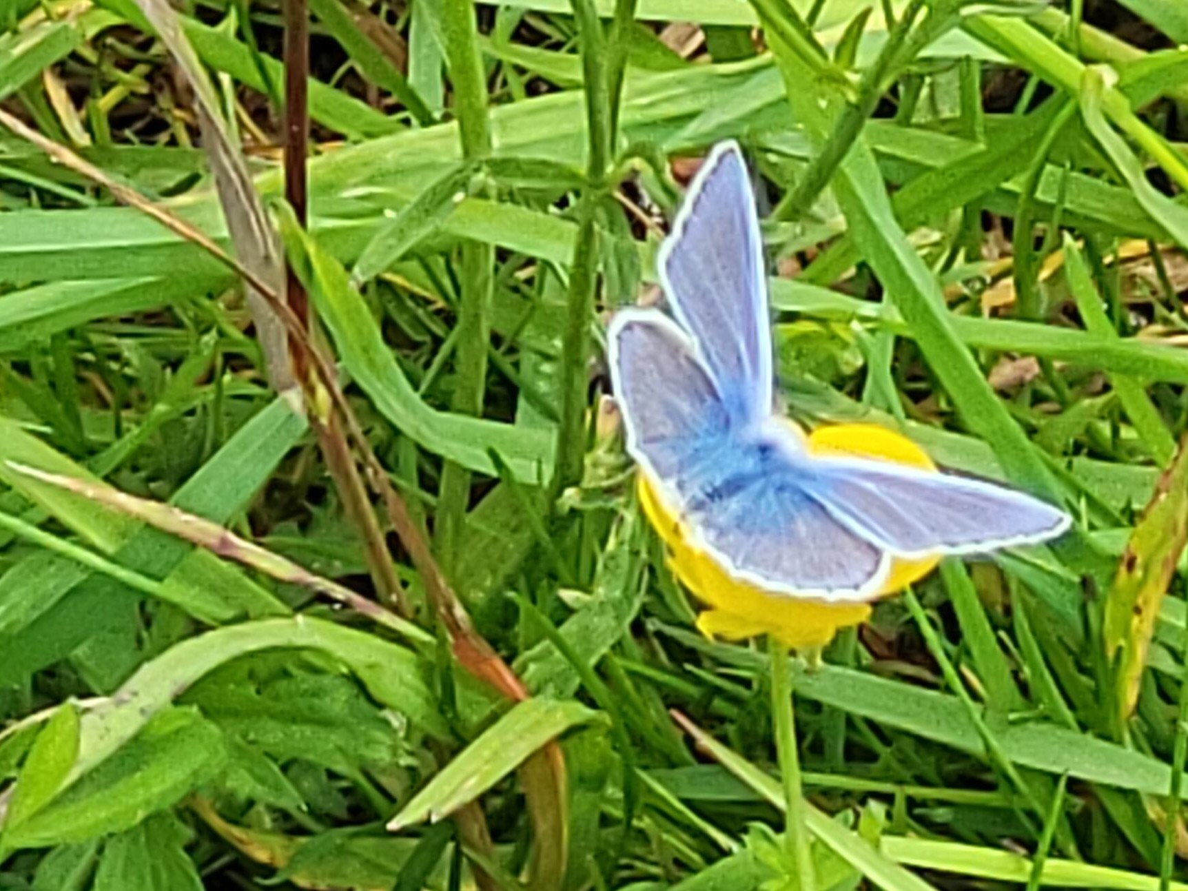 Butterfly excursion