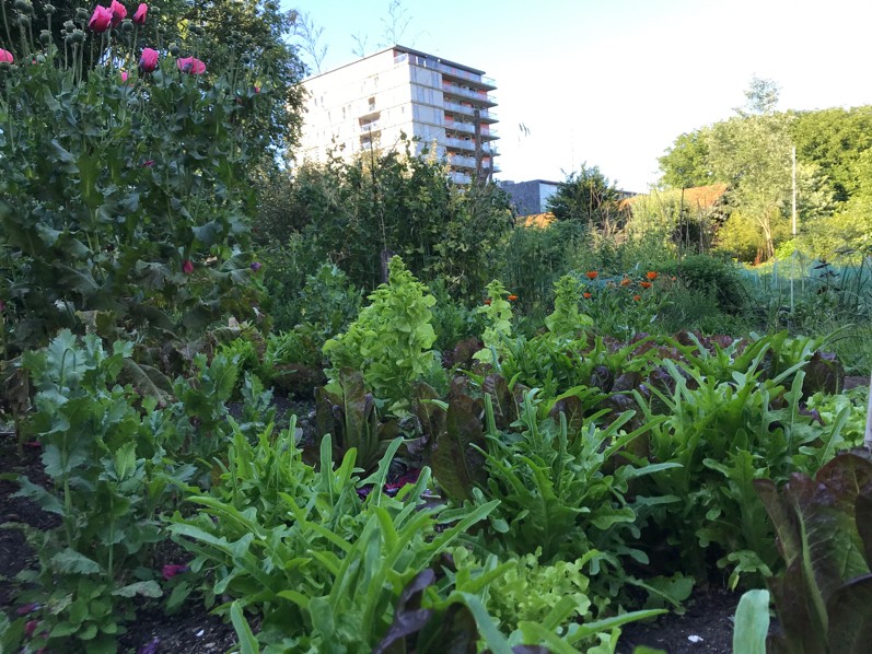 Mee-moestuinieren op Stadsboerderij Osdorp; elke woensdag & zaterdag
