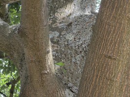 Afbeelding 3 groter tonen