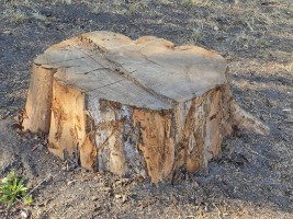 Afbeelding 1 groter tonen