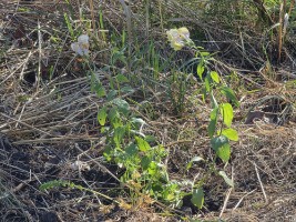 Afbeelding 2 groter tonen