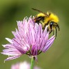 Weidehommel 