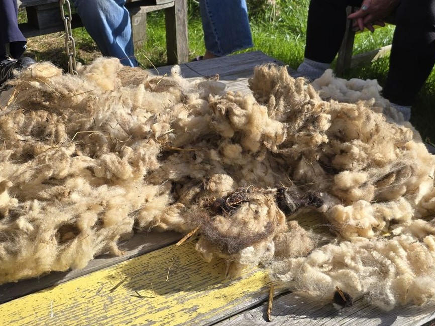 Van wol uit de Lutkemeer tot wijkdeken – kom samen werken met wol
