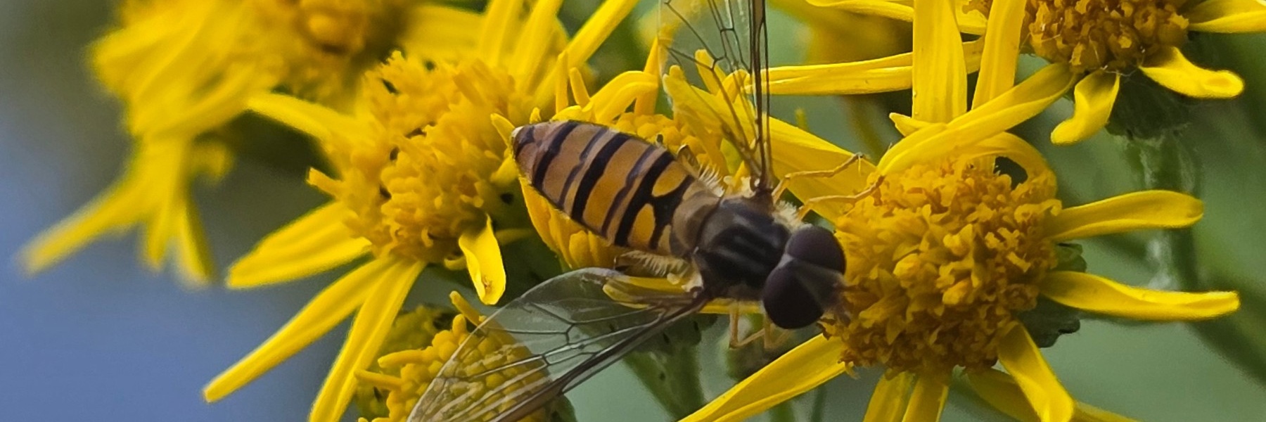 Plaagdieren en groen in jouw buurt: inspiratieavonden