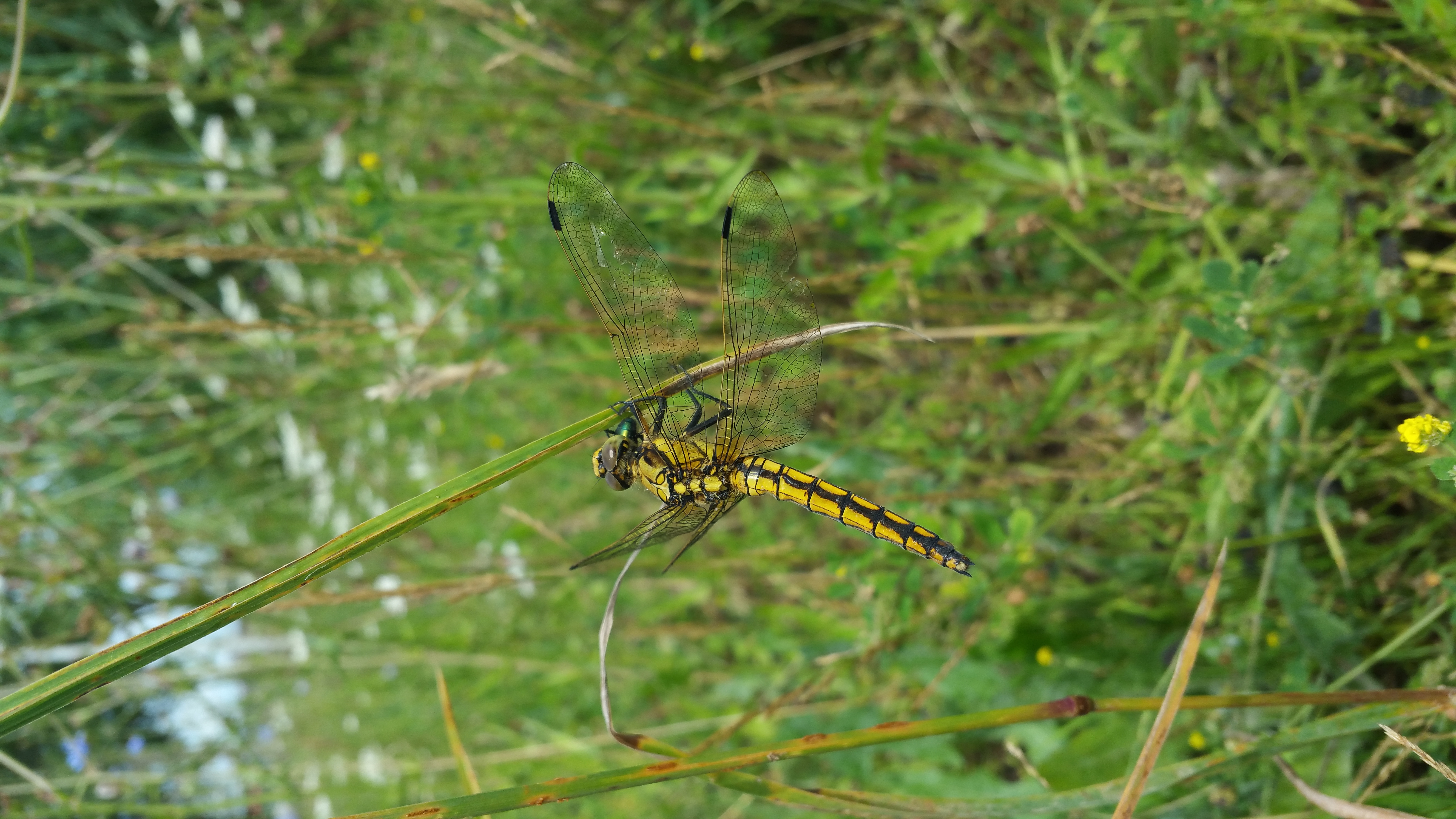 Illustration
